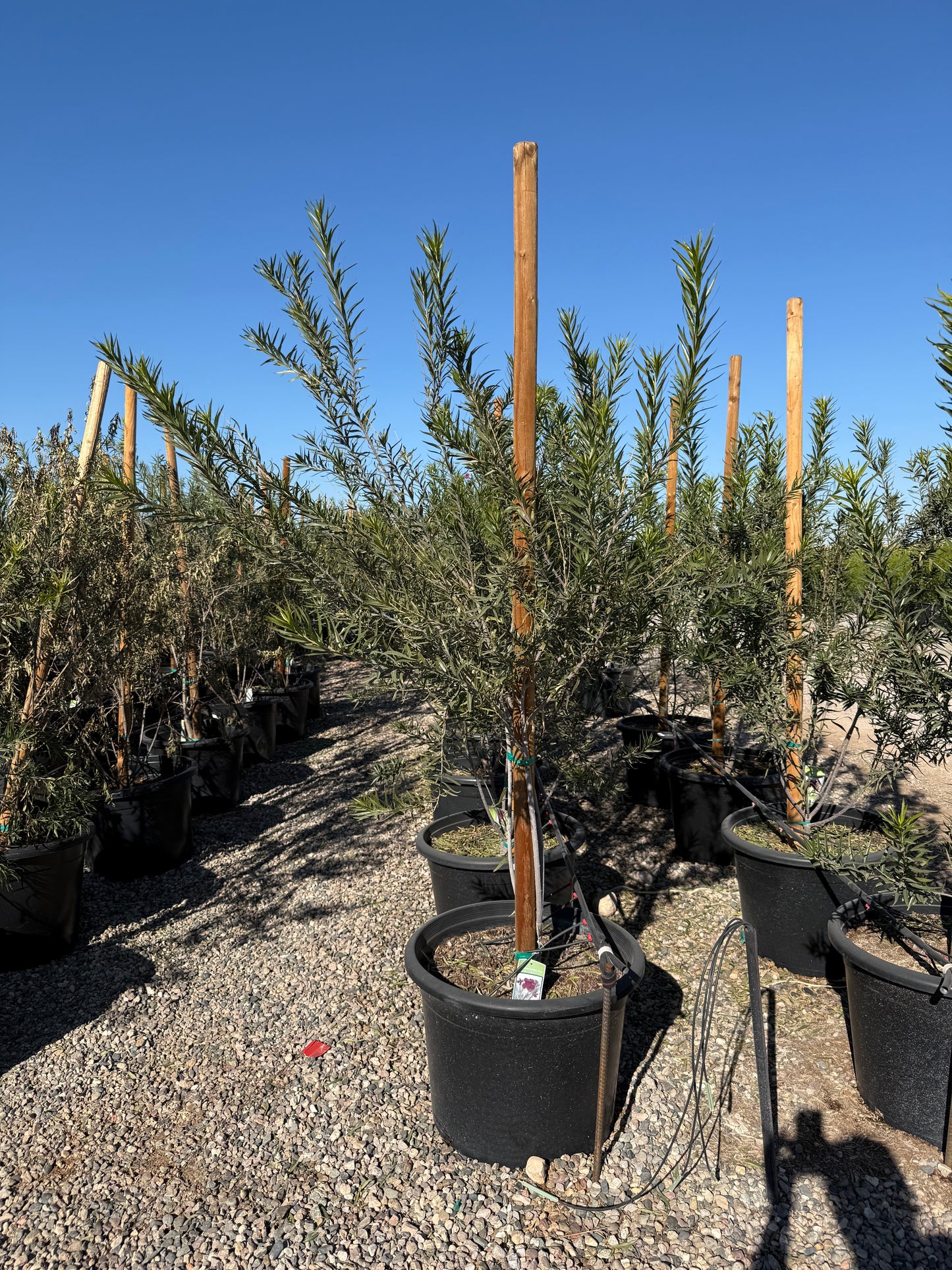 Bubbalicious Desert Willow