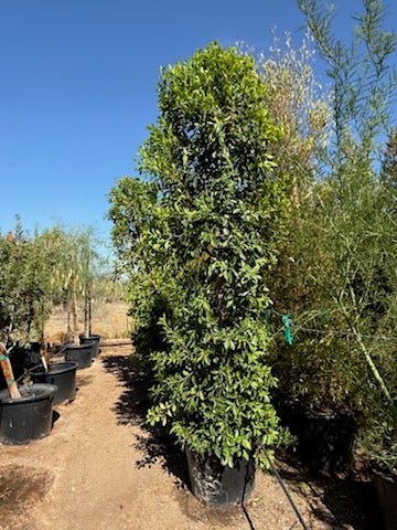 25 gallon Indian Laurel Fig (Ficus nitida) column tree in black nursery container — Phoenix, AZ