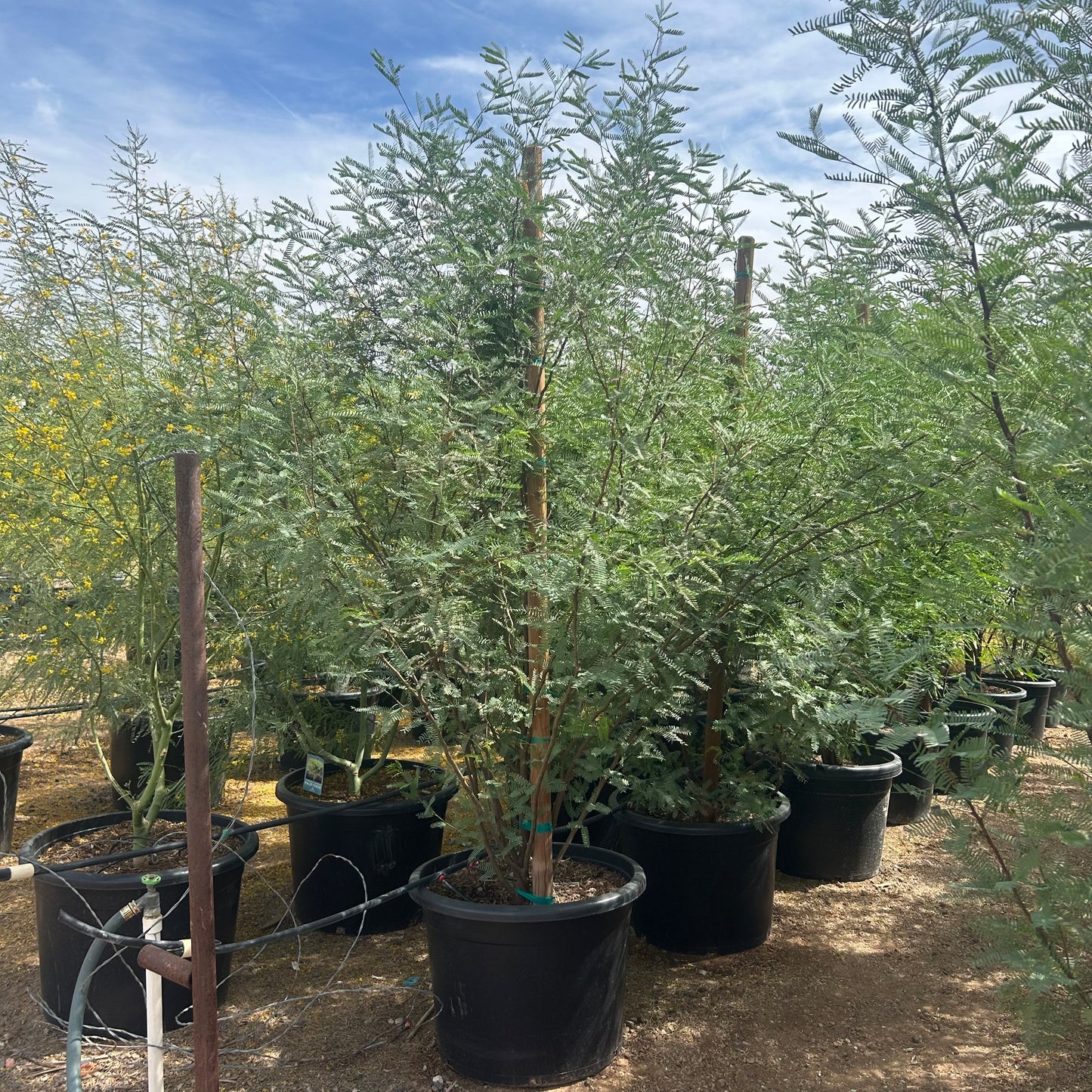 25 gallon Fuente Chilean Mesquite (Prosopis chilensis 'Fuente') in nursery pot — Phoenix, AZ