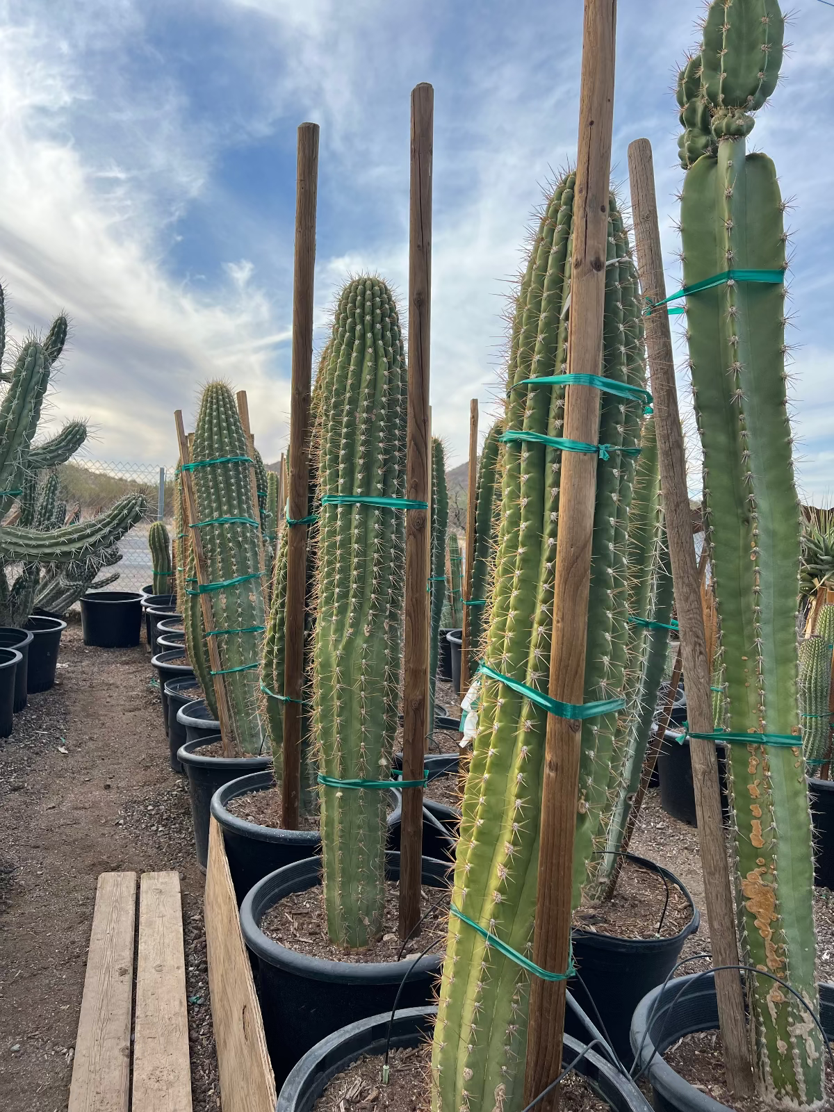 Golden Saguaro