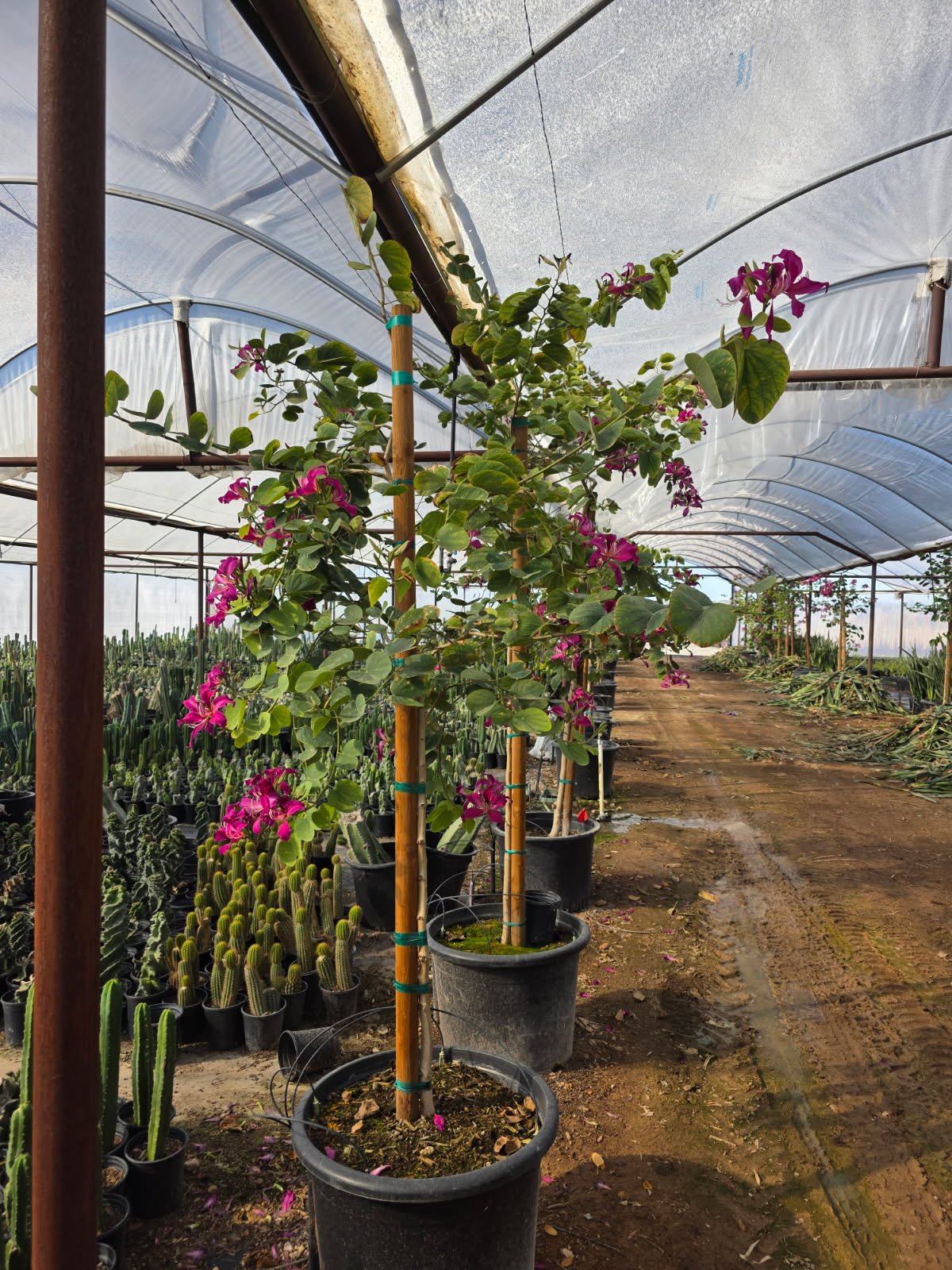 25 gallon Hong Kong Orchid Tree (Bauhinia blakeana) with magenta blooms in greenhouse nursery — Phoenix, AZ