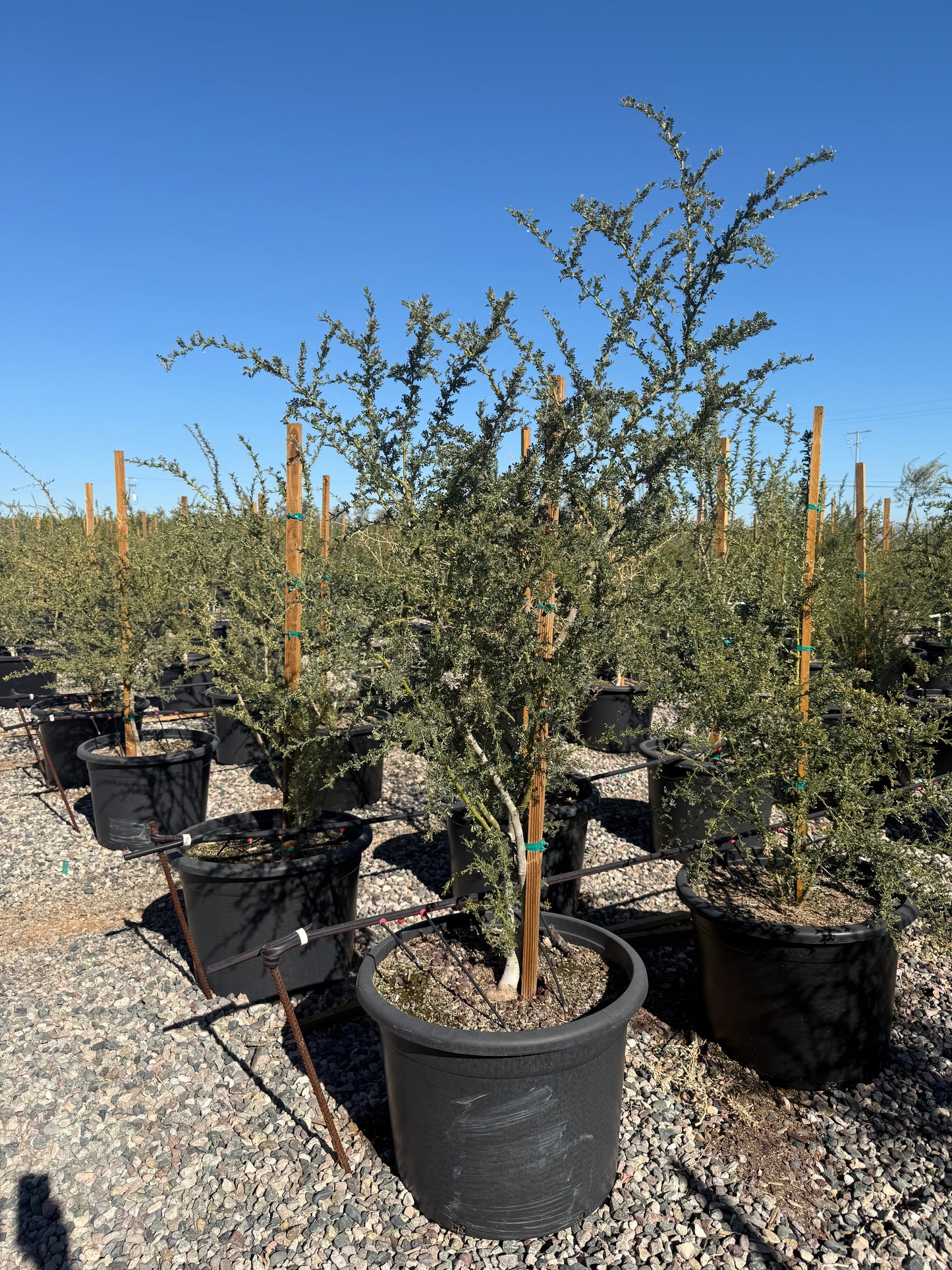 25 gallon Desert Ironwood (Olneya tesota) trees in black nursery pots at Three Timbers — Phoenix, AZ