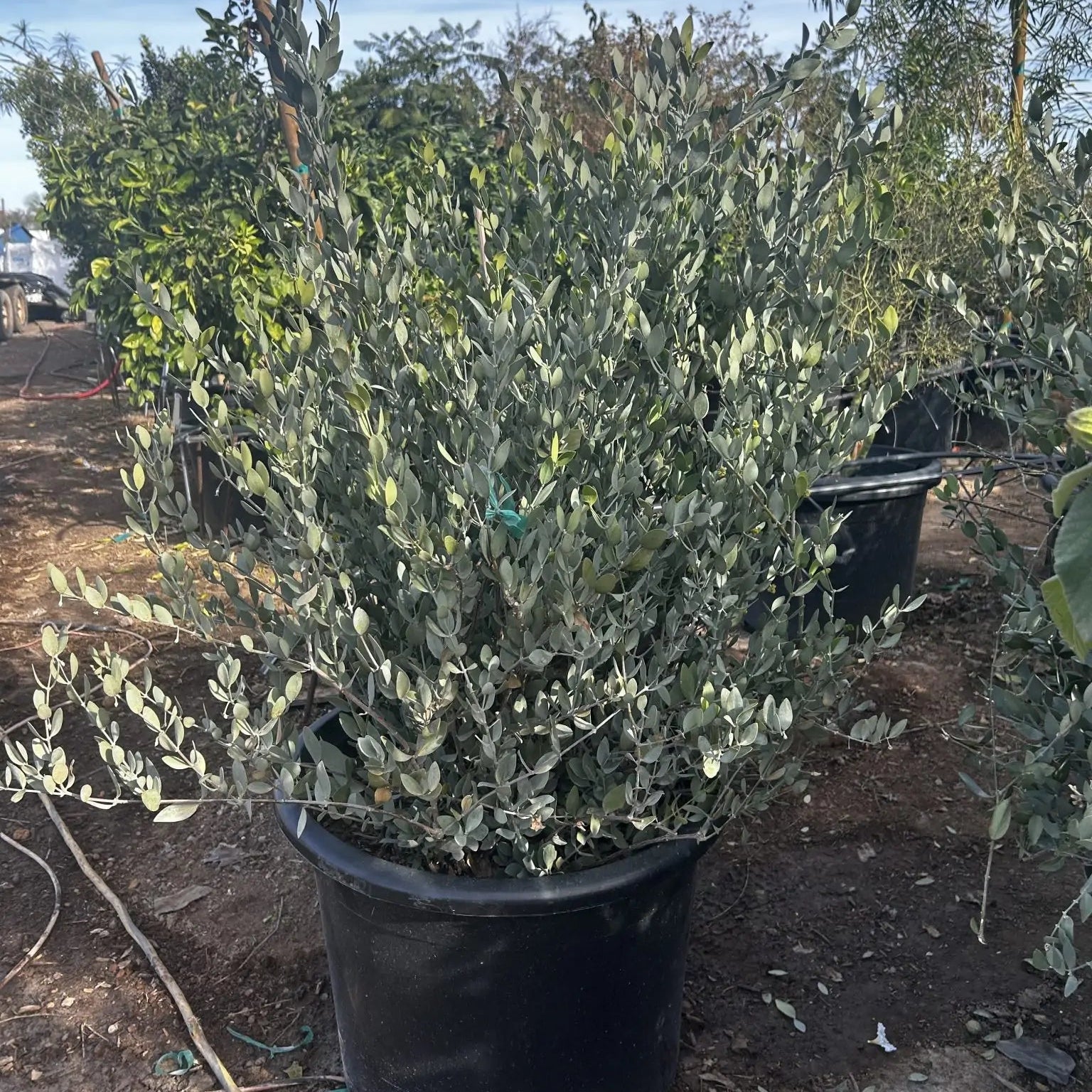 jojoba plant seeds for sale Buy Jojoba Shrub Phoenix, AZ | Simmondsia chinensis