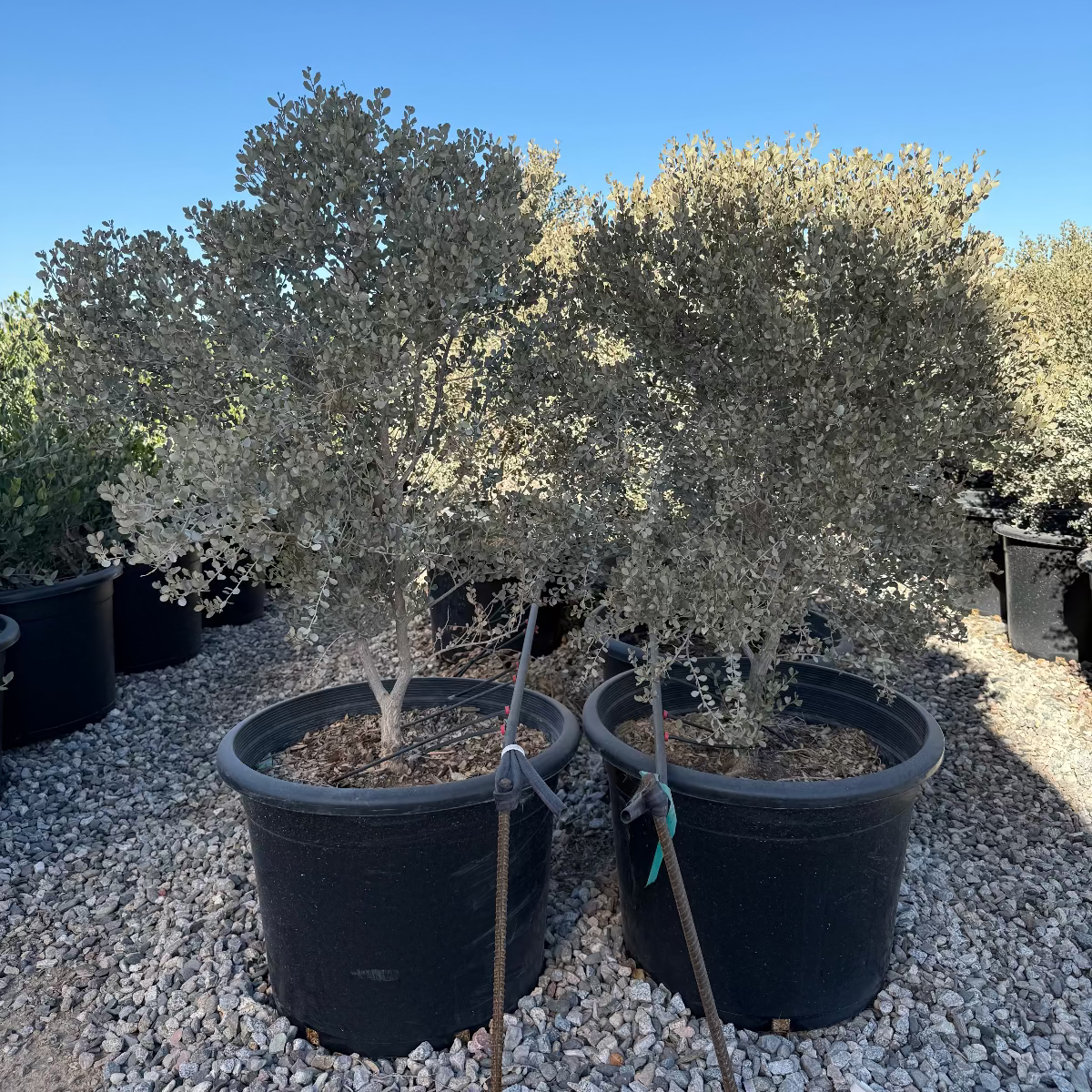 Leatherleaf Acacia Phoenix, AZ | Acacia craspedocarpa | Three