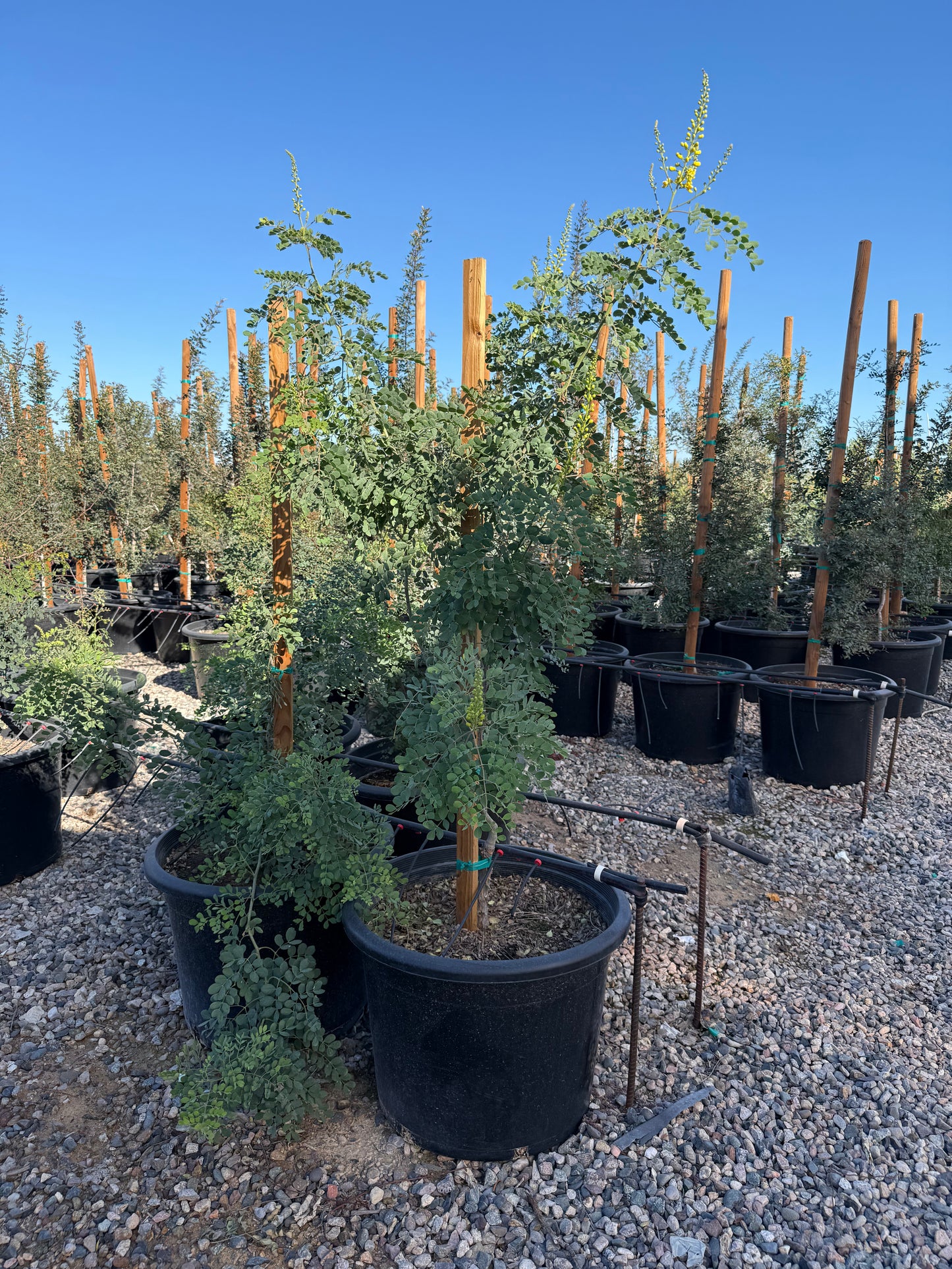 Mexican Bird of Paradise