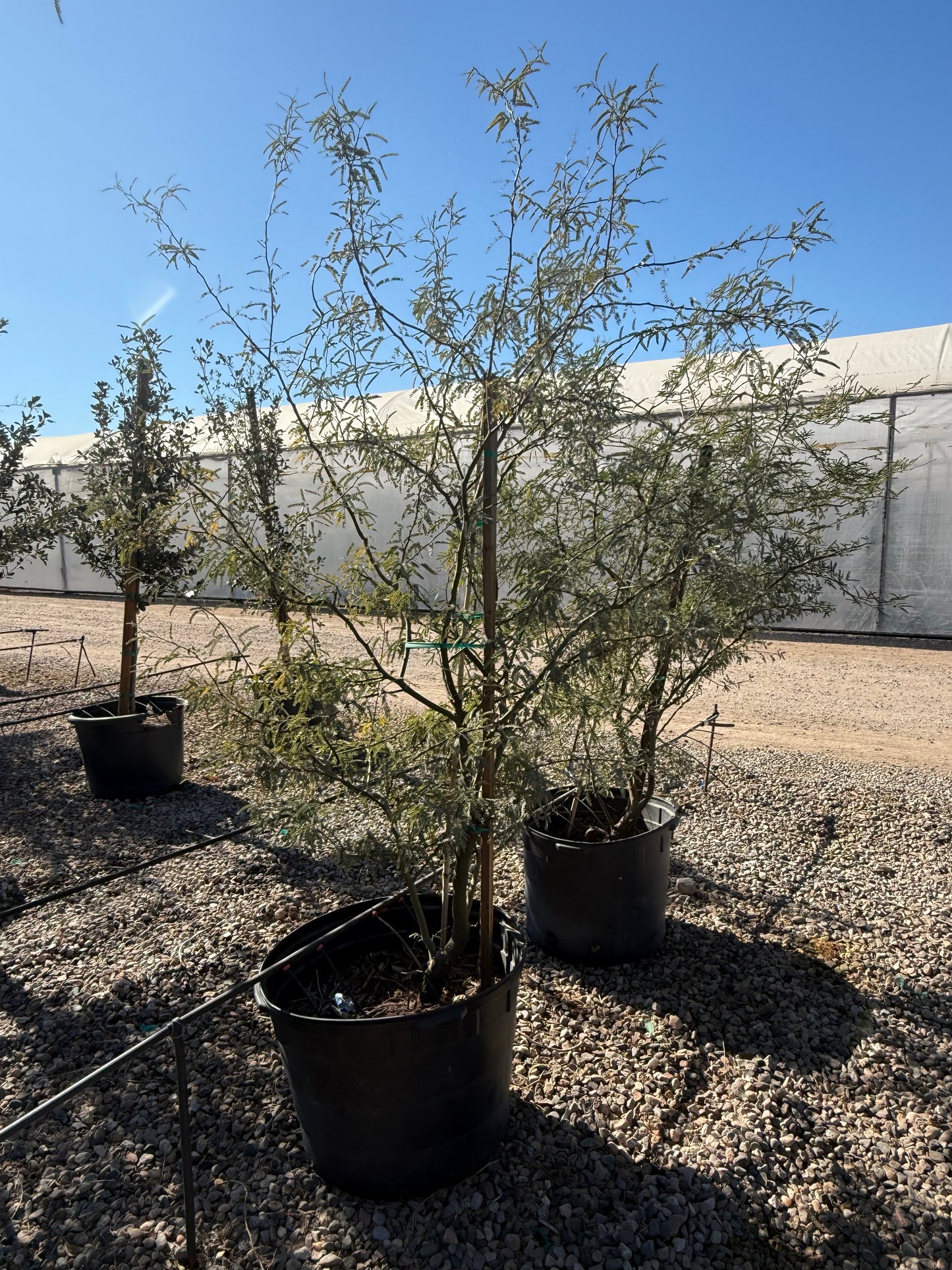 25 gallon Native Mesquite (Prosopis velutina) trees in black nursery pots at Three Timbers — Phoenix, AZ