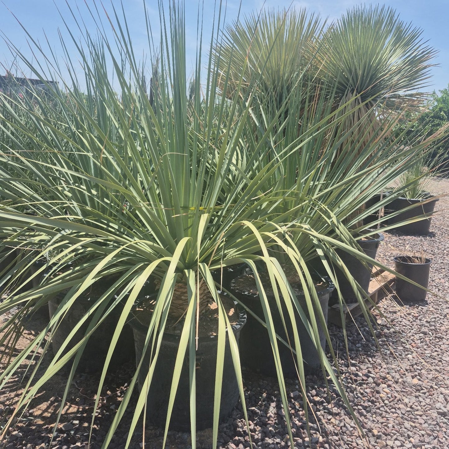 Blue Nolina (Nolina nelsonii) steel-blue desert accent plant in nursery pot — Phoenix, AZ