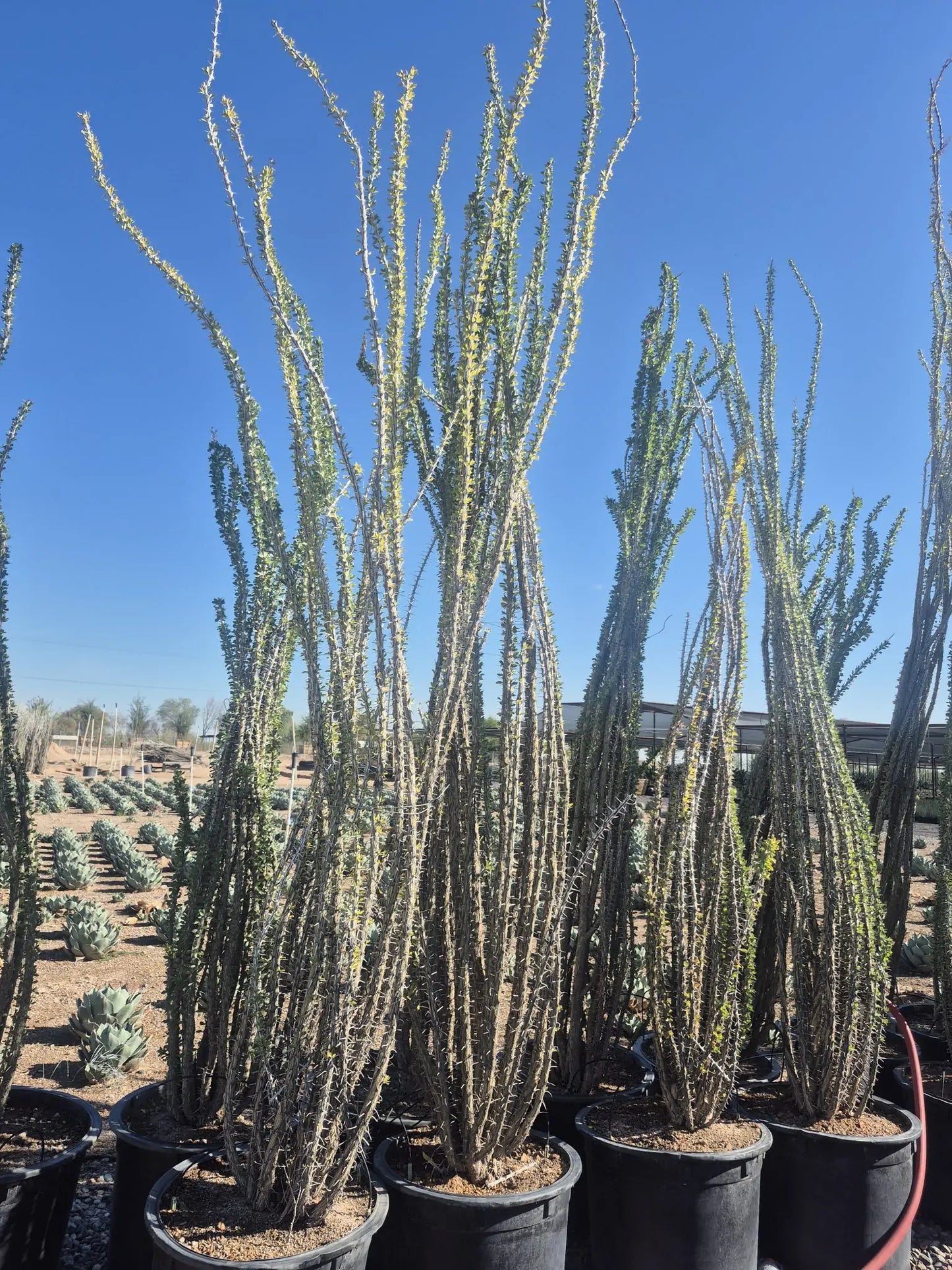Ocotillo