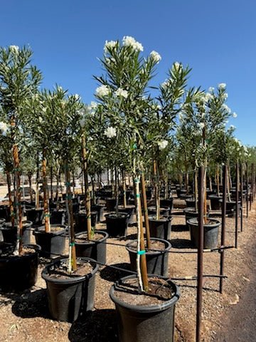 25 gallon White Oleander Tree (Nerium oleander) privacy trees in black nursery pots blooming — Phoenix, AZ