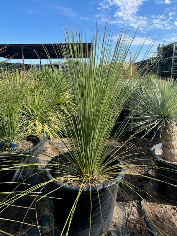 Smooth Edged Desert Spoon xeriscape accent plants in gravel desert garden — Phoenix, AZ