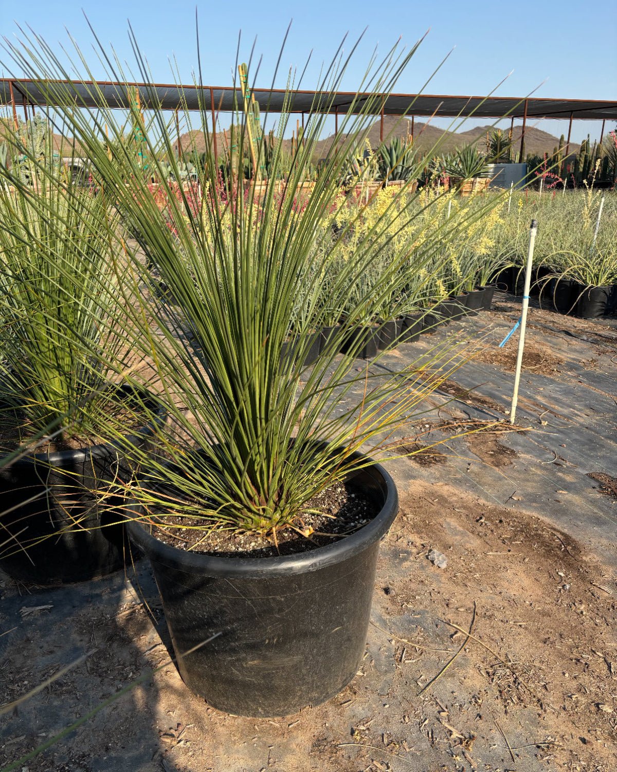 25 gallon Smooth Edged Desert Spoon specimen plant at Three Timbers nursery — Phoenix, AZ