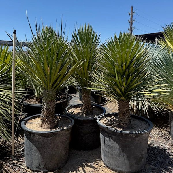 25 gallon Spanish Dagger (Yucca gloriosa) plants in nursery pots — Phoenix, AZ