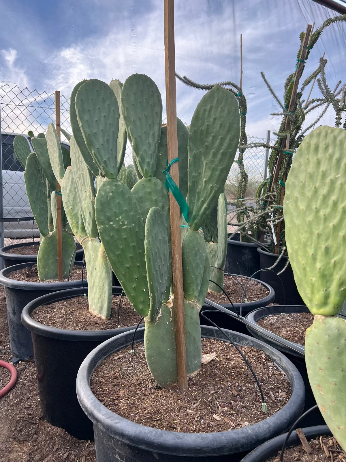 Spineless Prickly Pear