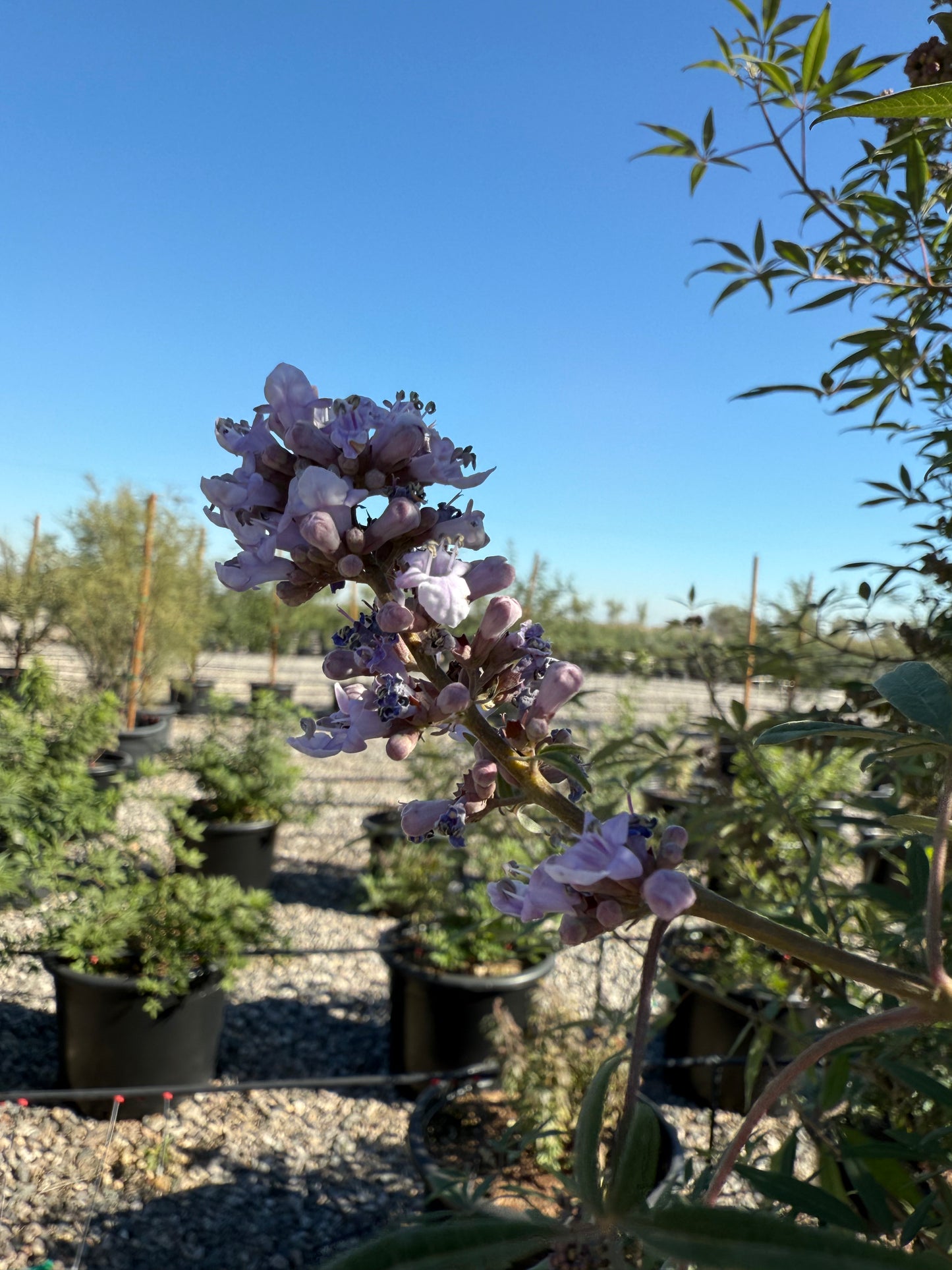 Chaste Tree (Vitex agnus-castus) lavender flower spike against blue sky in Phoenix, AZ nursery
