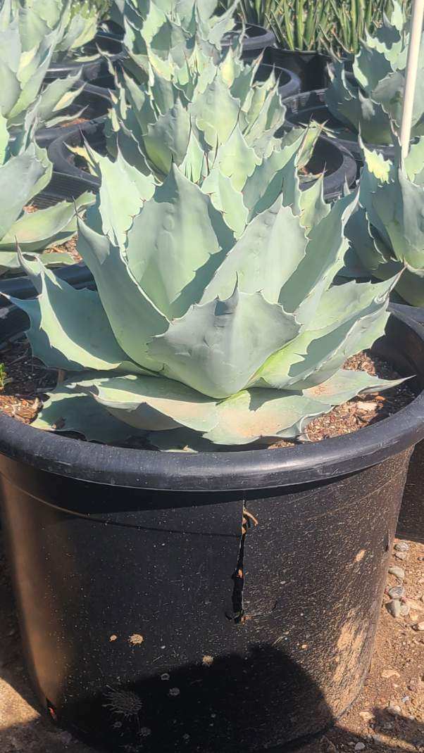 Whale's Tongue Agave showing pale blue gray leaf color and rounded leaf bases