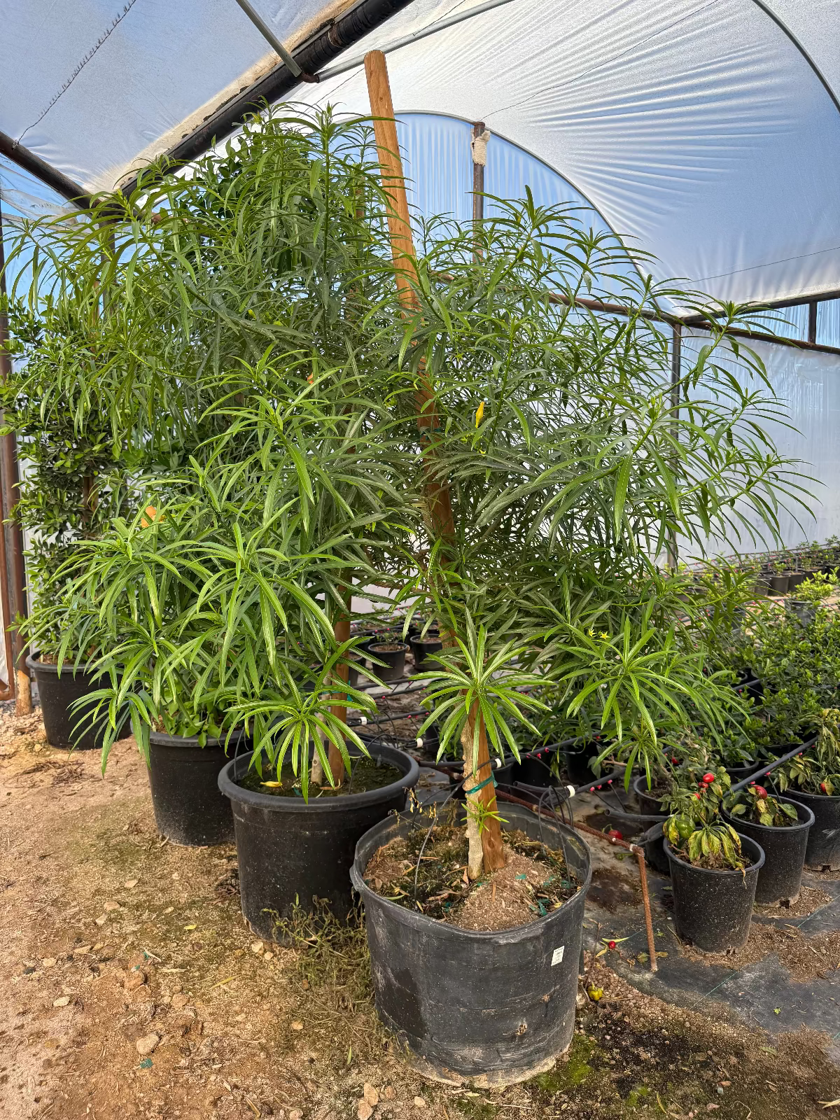 Yellow Oleander Tree