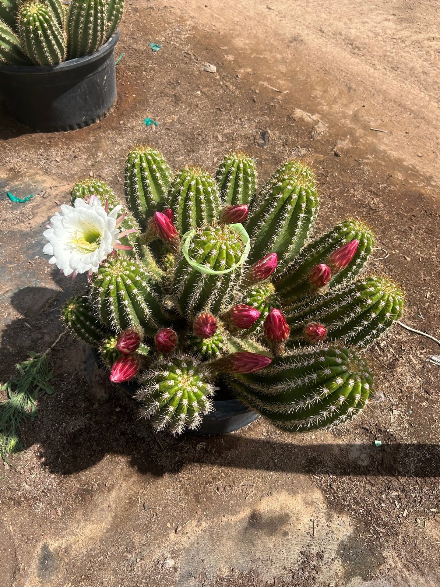 25 gallon Argentine Giant Cactus (Echinopsis candicans) in nursery pot — Phoenix, AZ