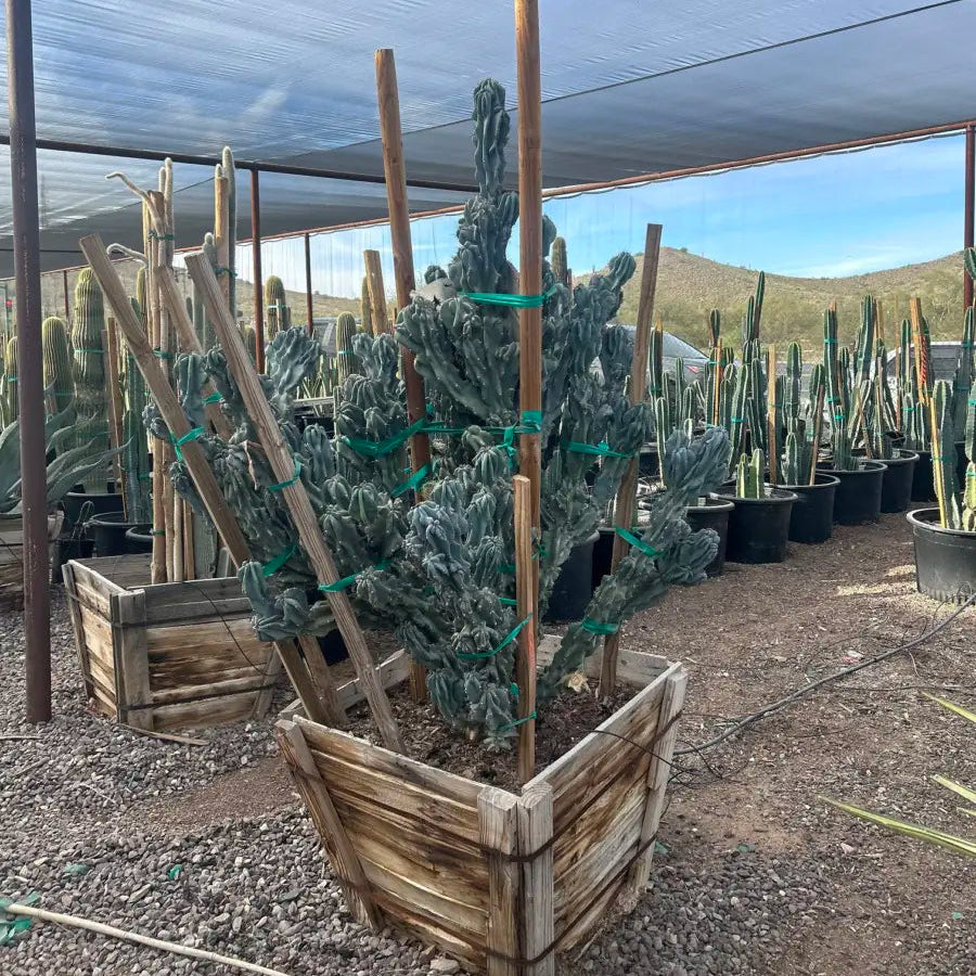 Buy Blue Monstrosus Cereus Phoenix, AZ | C. repandus | Three
