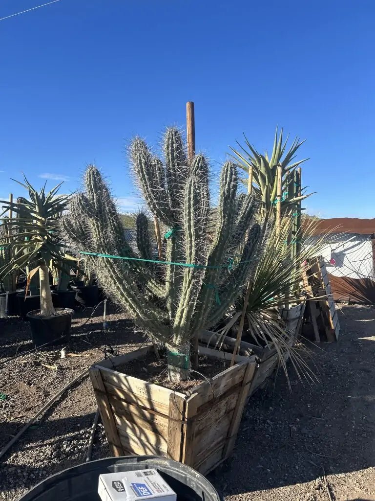 30 inch box Toothpick Cactus (Stetsonia coryne) mature multi-arm specimen in wooden planter at Three Timbers — Phoenix, AZ