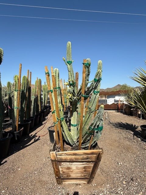 30 inch box Night-blooming Cereus (Cereus repandus) tall specimen in wooden planter at nursery — Phoenix, AZ