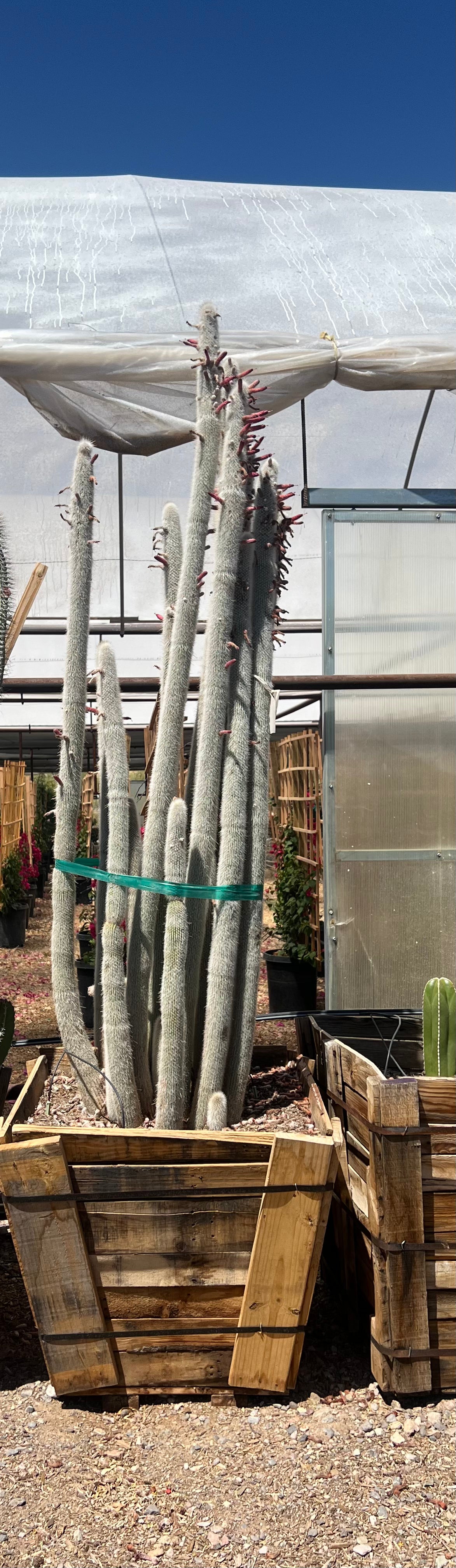 30 inch box Silver Torch cactus (Cleistocactus strausii) tall specimen in wooden crate at nursery — Phoenix, AZ