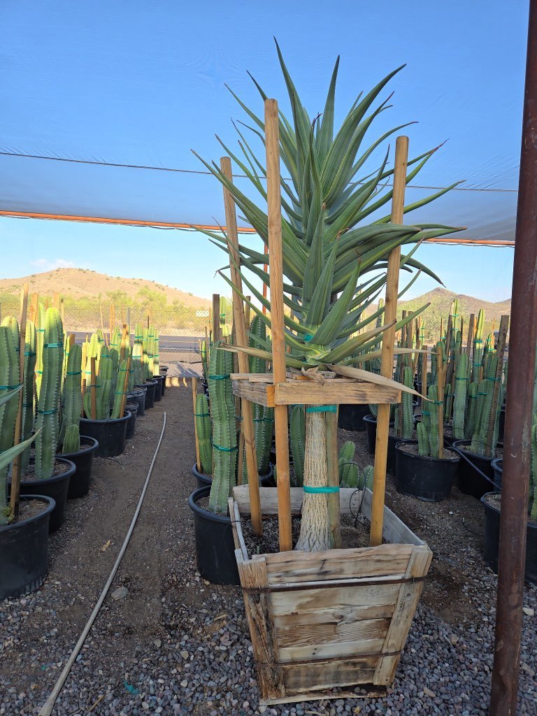 30 inch premium variegated Hercules Tree Aloe (Aloe arborescens) with support stakes in wooden box planter — Phoenix, AZ