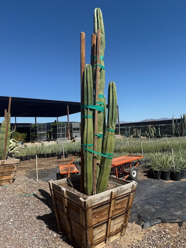 Mexican Fence Post