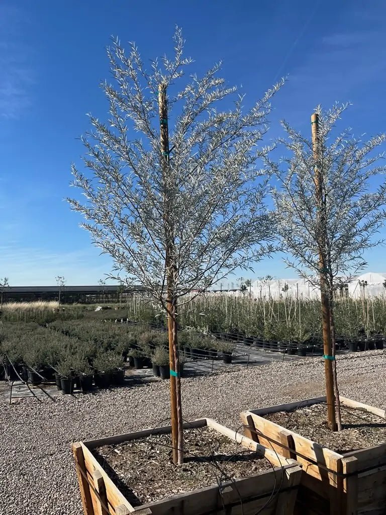 Two 36 inch box Mulga Acacia (Acacia aneura) trees with silver foliage in wooden boxes at nursery — Phoenix, AZ