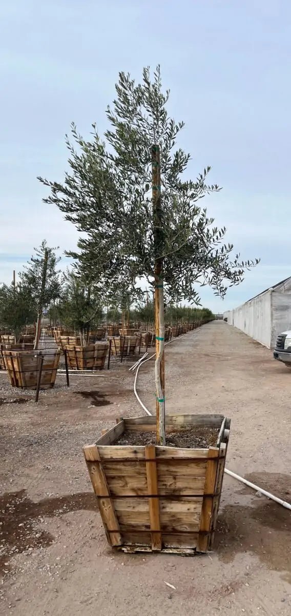 36 inch box Fruitless Olive Tree (Olea europaea 'Wilsonii') standard form in wooden crate at Three Timbers nursery — Phoenix, AZ