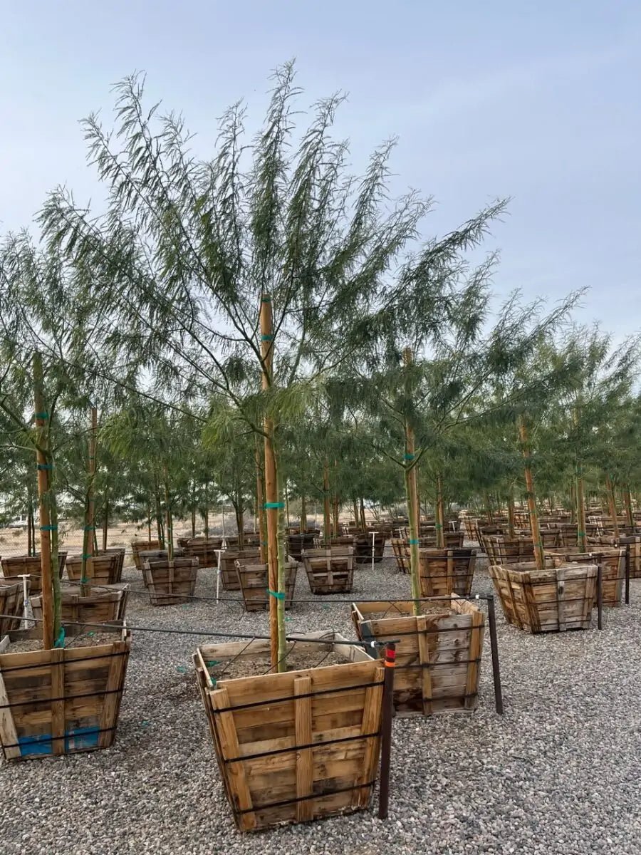 36 inch standard Sonoran Emerald Palo Verde trees in wooden nursery crates — Phoenix, AZ