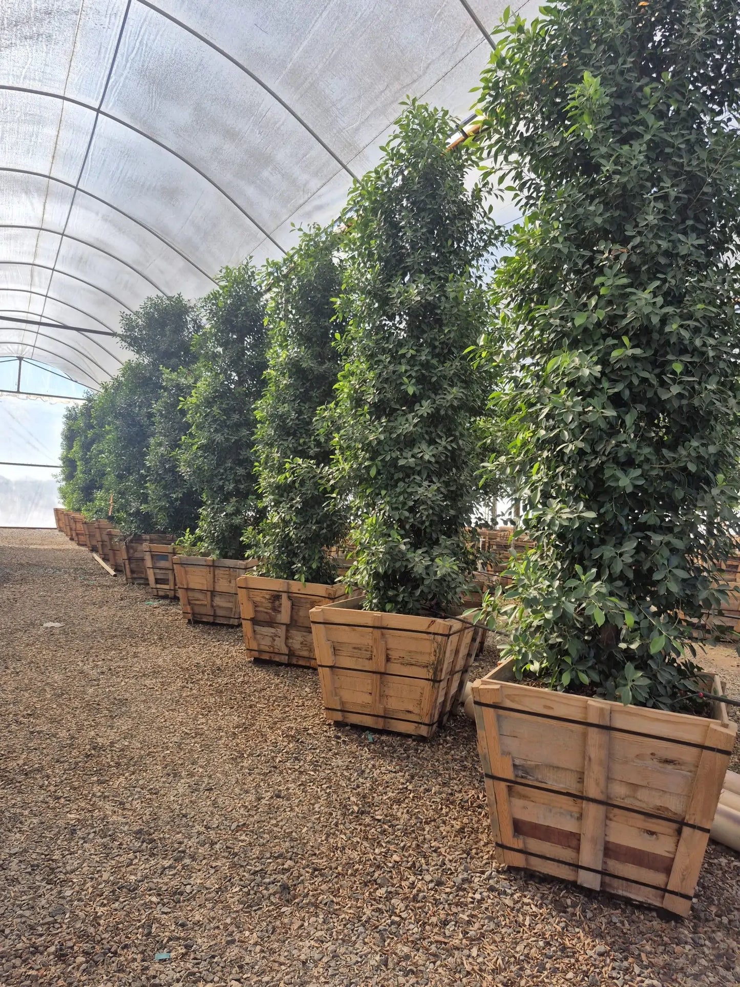 Indian Laurel Fig (Ficus)