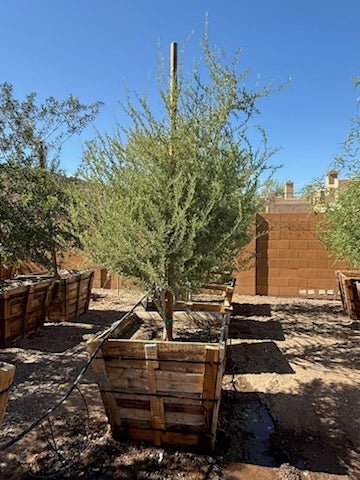 36 inch Desert Ironwood (Olneya tesota) in wooden box installed in Arizona residential landscape — Phoenix, AZ