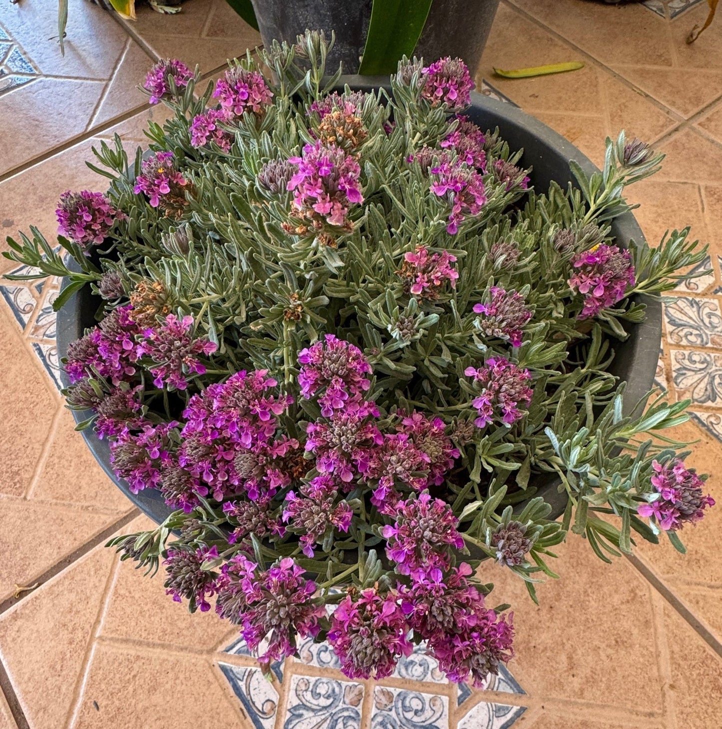 Mediterranean Carpet