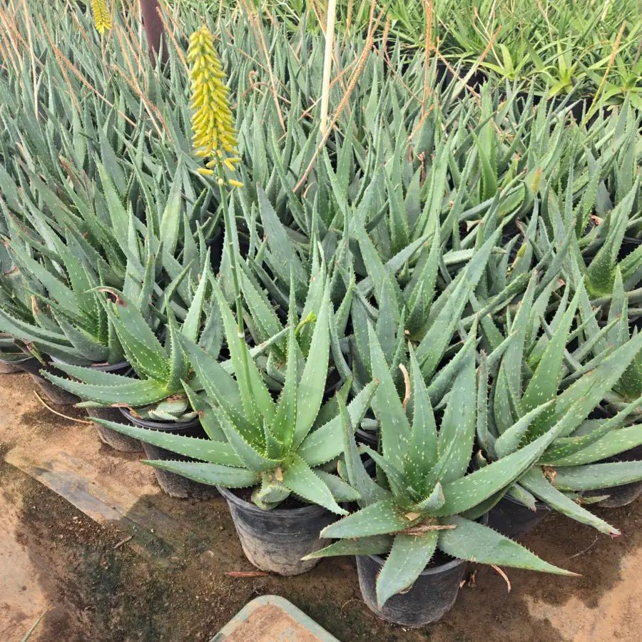 aloe vera plant nursery near me Buy Mountain Aloe Phoenix, AZ | Aloe marlothii