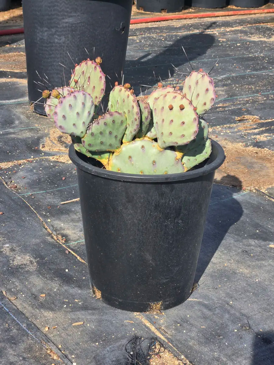5 gallon Baby Rita Prickly Pear (Opuntia basilaris) with purple-tipped pads in black pot — Phoenix, AZ