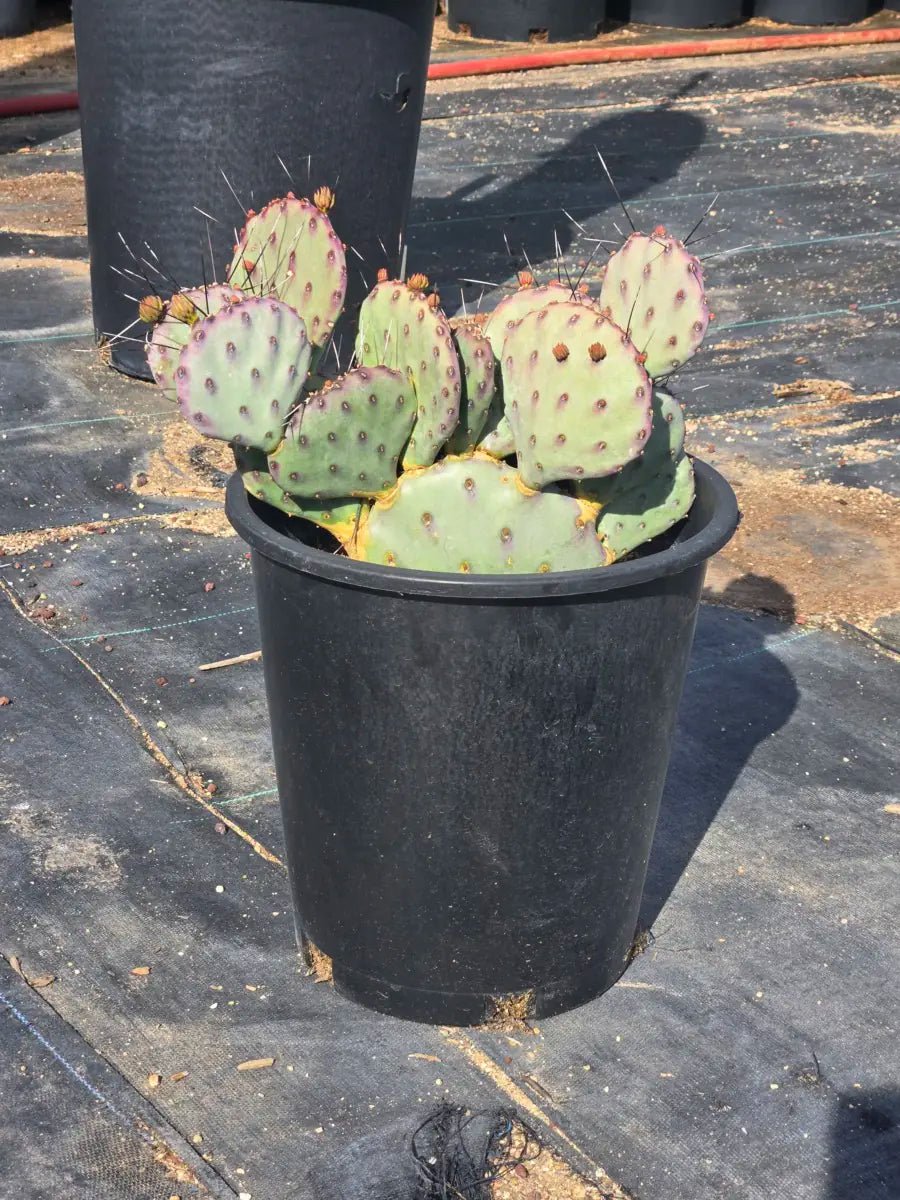 5 gallon Baby Rita Prickly Pear (Opuntia basilaris) with purple-tipped pads in black pot — Phoenix, AZ