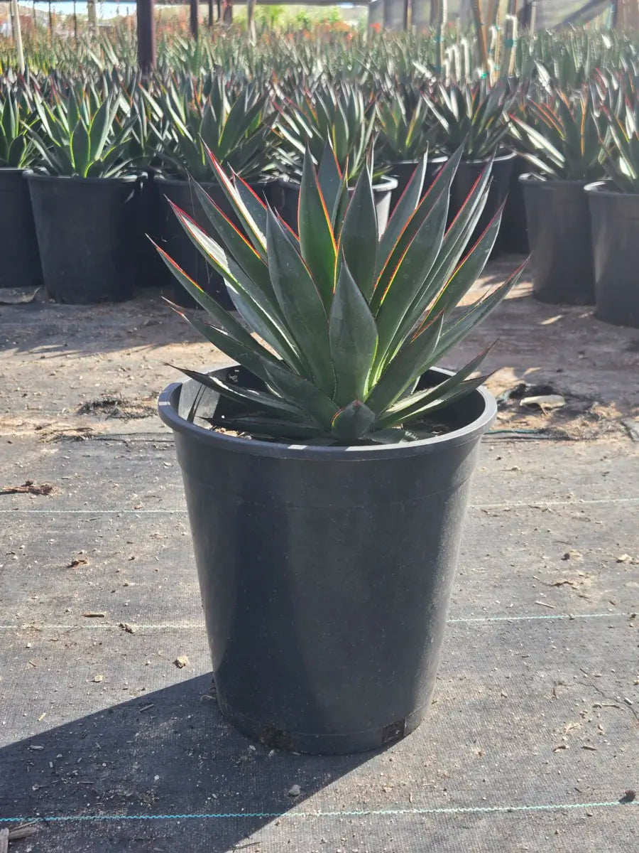 5 gallon Blue Glow Agave (Agave 'Blue Glow') specimen in nursery pot on concrete — Phoenix, AZ