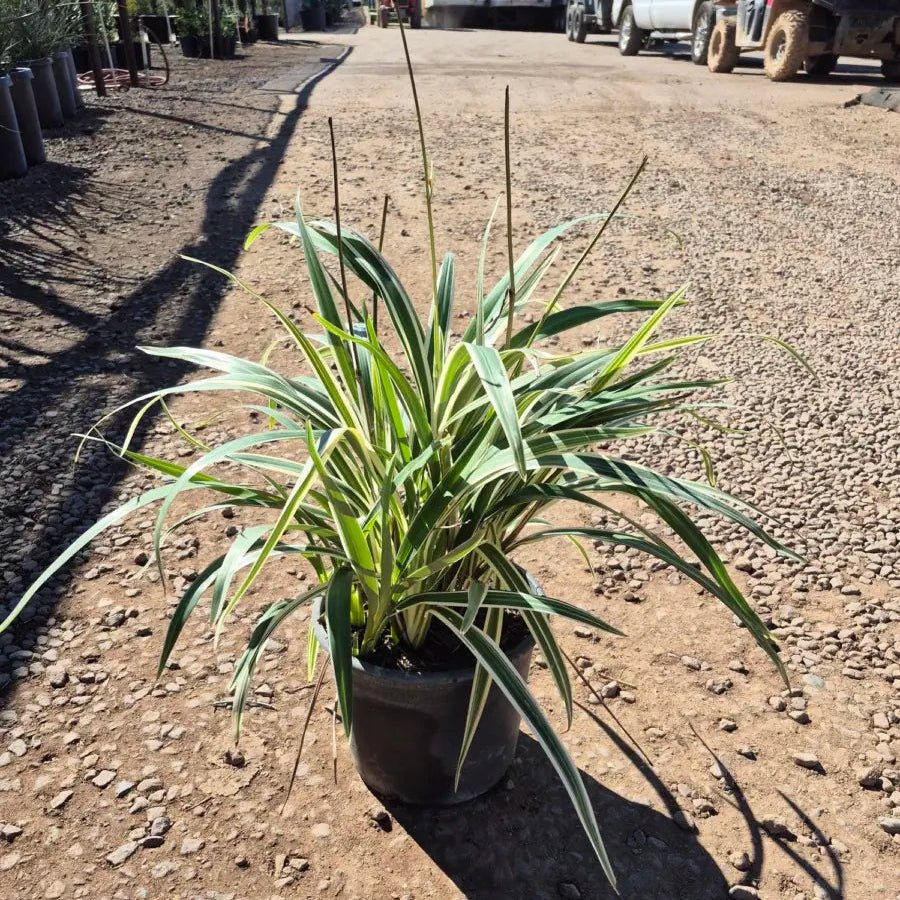 white variegated flax lily Buy Variegated Flax Lily Phoenix | Dianella tasmanica