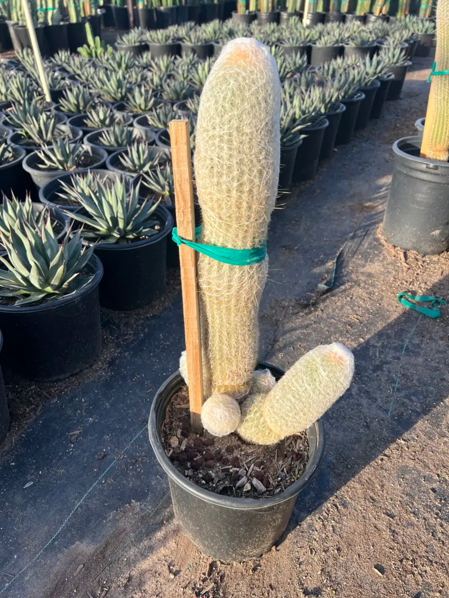 5 gallon Peruvian Old Woman cactus (Espostoa melanostele) branching specimen with white wool at nursery — Phoenix, AZ
