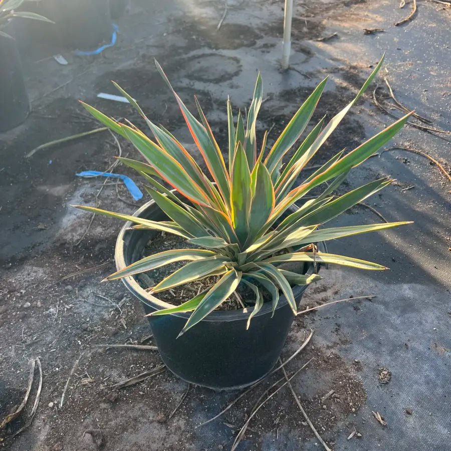 5 gallon Variegated Soft Leaf Yucca (Yucca recurvifolia) in nursery pot on concrete — Phoenix, AZ