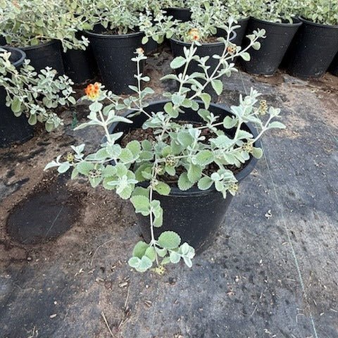 5 gallon Butterfly Bush (Buddleja davidii) in nursery pot at Three Timbers — Phoenix, AZ