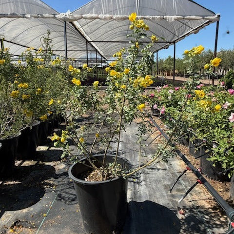 5 gallon Desert Cassia (Senna wislizeni) in full golden-yellow bloom at Three Timbers nursery — Phoenix, AZ