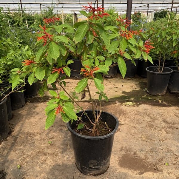 5 gallon Firecracker Bush (Hamelia patens) with red-orange blooms in nursery pot — Phoenix, AZ