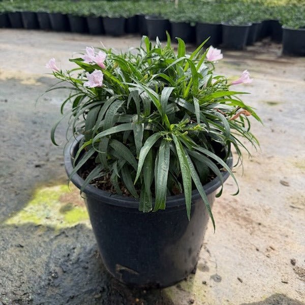 Katie Pink Ruellia (Ruellia brittoniana) in 5 gallon nursery pot — Phoenix, AZ