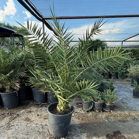Pineapple Palm