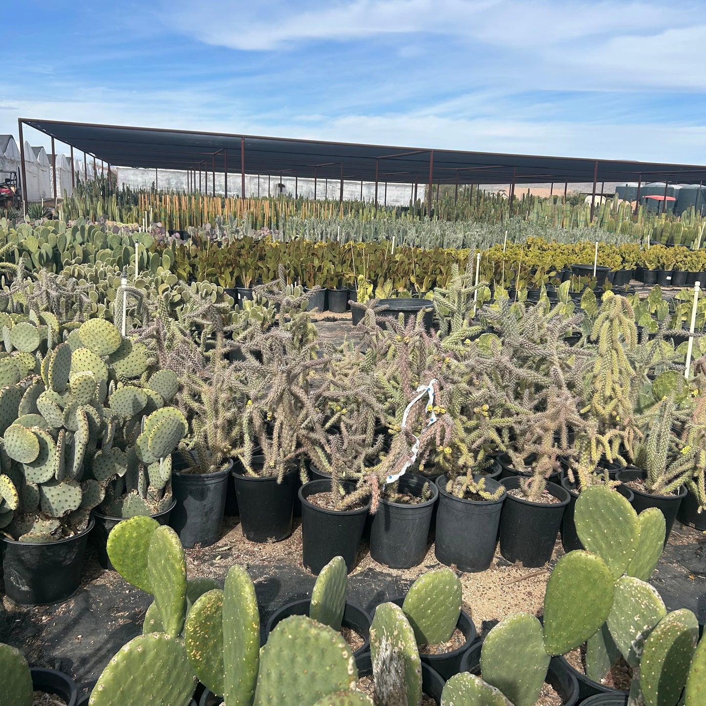 5 gallon Staghorn Cholla (Cylindropuntia versicolor) plants at Three Timbers nursery — Phoenix, AZ