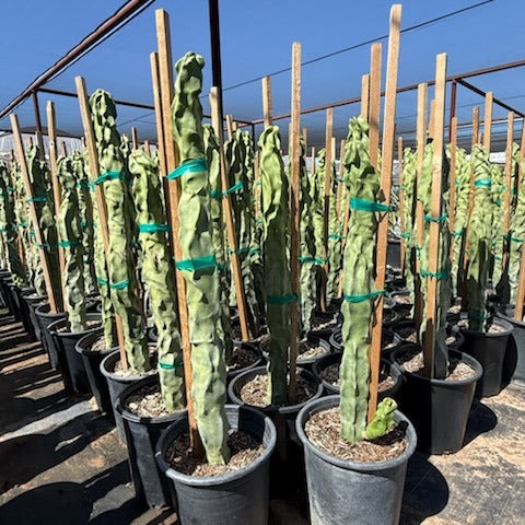 Totem Pole Cactus