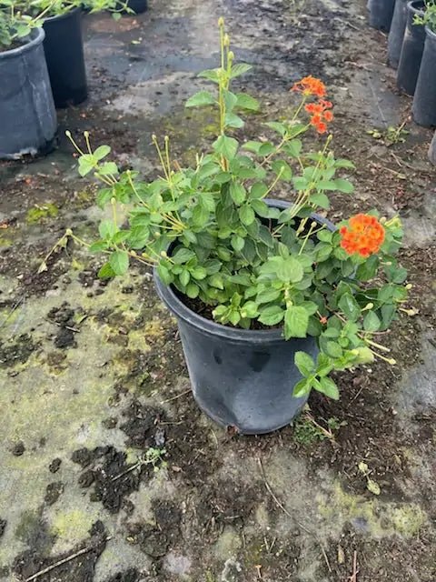 5 gallon Dallas Red Lantana (Lantana camara) plant with red blooms — Phoenix, AZ