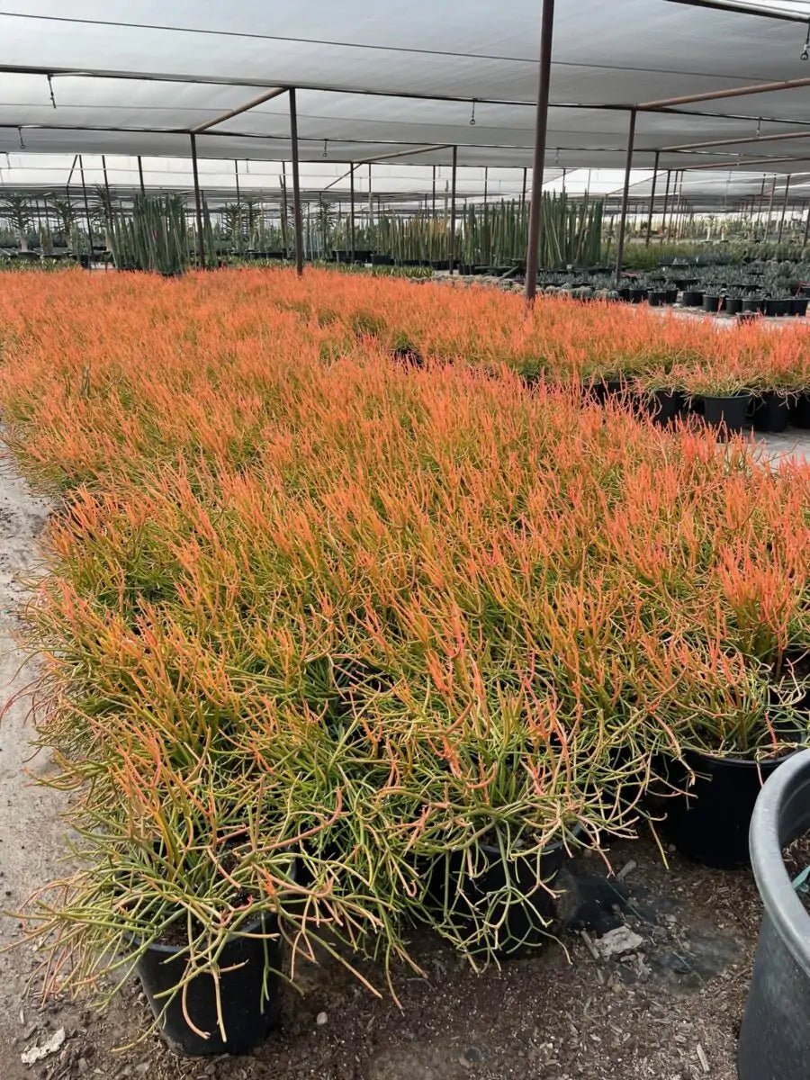 5 gallon Firestick Euphorbia (Euphorbia tirucalli) rows with orange-red tips in nursery greenhouse — Phoenix, AZ