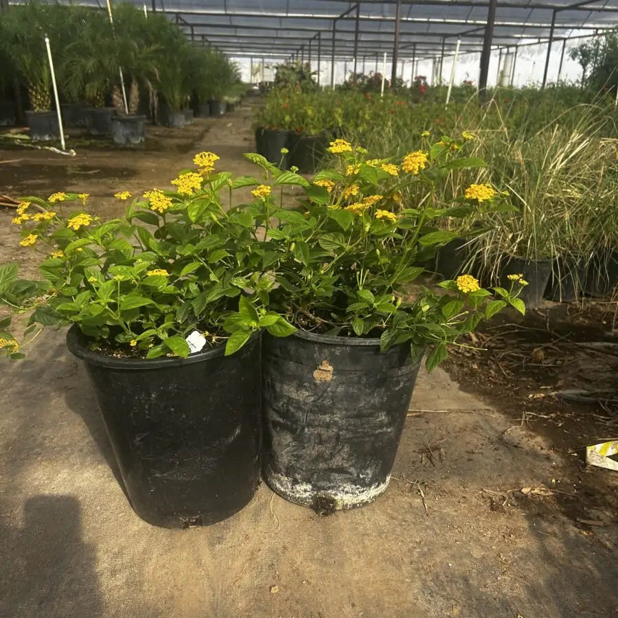 Gold Mound Lantana (Lantana camara) with yellow flowers in nursery pots — Phoenix, AZ